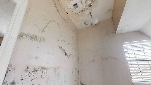 Best Industrial Mold Remediation  in Bernardsville, NJ