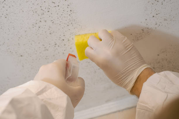 Best Basement Mold Removal  in Bernardsville, NJ