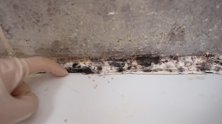  Bernardsville, NJ Mold Removal Pros